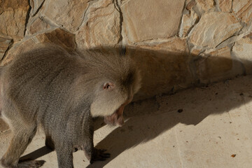 Baboon Zoo Animal Eating Shadow Wall