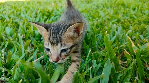 Tabby Kitten Walking on Green Grass Close Up