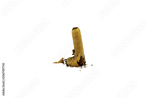 Fotografía Damaged extinguished cigar with tobacco crumbs isolated on transparent backgroun