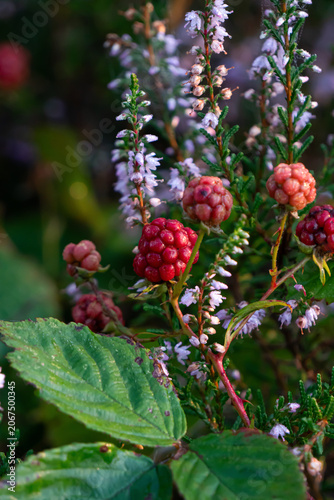 Ripening berries and blossoms on a natural plant in soft light