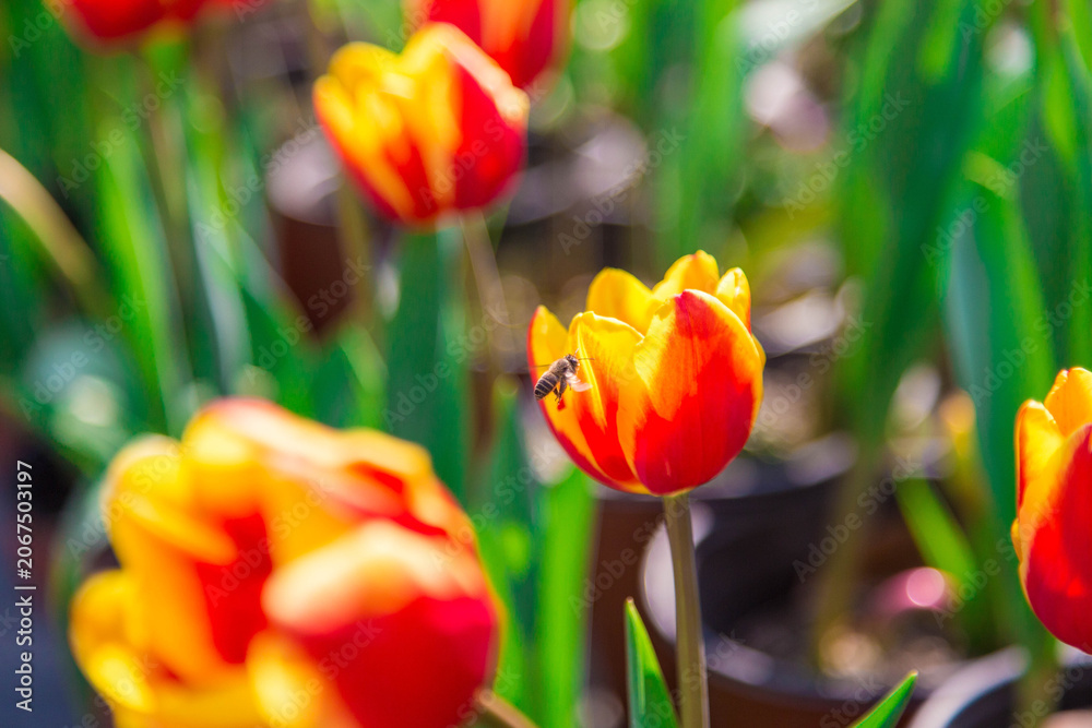 Fototapeta premium Bee hovering over red and yellow tulips in spring garden