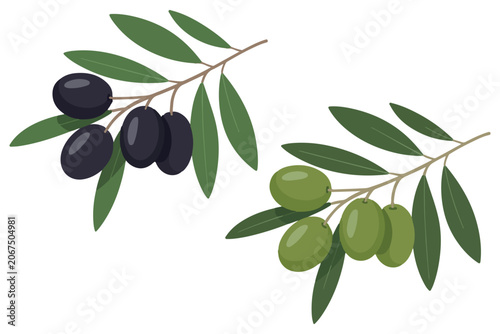 Black and green olive branches vector illustration. Mediterranean green and black olives on white background. 