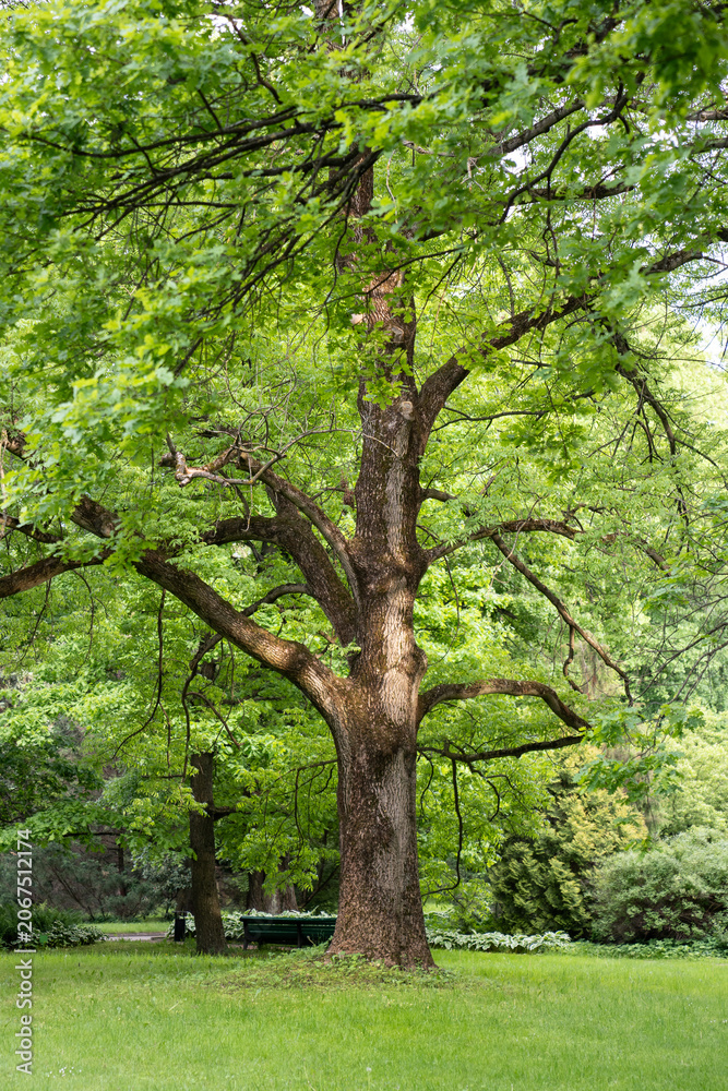 Fototapeta premium Old Pedunculate oak tree known as English Oak with wide twigs and green lush foliage growing in city park, towering large tree with spread branches, canopy leaves crown grows in spring garden.