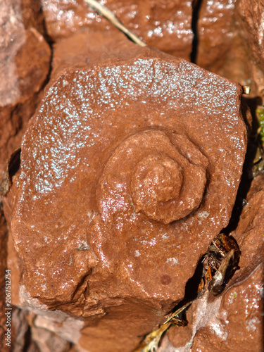 Fossil of Breggia gorges in the italian part of Switzerland