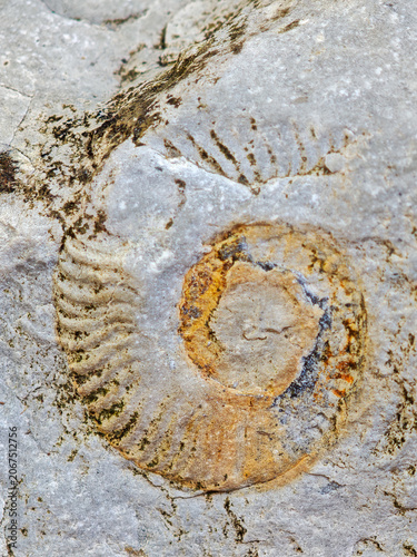 Fossil of Breggia gorges in the italian part of Switzerland