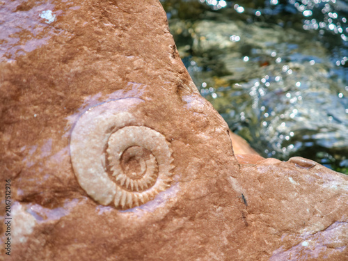 Fossil of Breggia gorges in the italian part of Switzerland