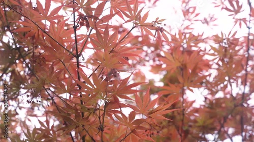Maple leaves during autumn in China, visiting Shanghai, in a garden.