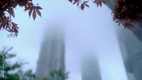 Maple leaves during autumn in China, visiting Shanghai, in a garden.