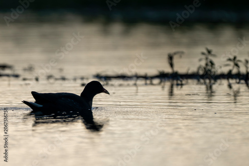 Quadro su tela Bli Bli Queensland, Australia - June 21, 2026: A dusky moorhen glides quietly across calm wetland water in soft morning light