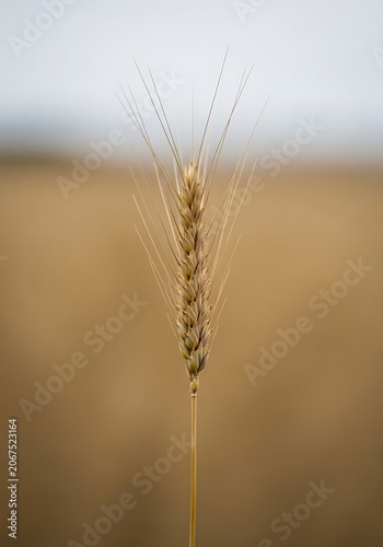 Close-up of a single tall grass stalk against a blurred background.