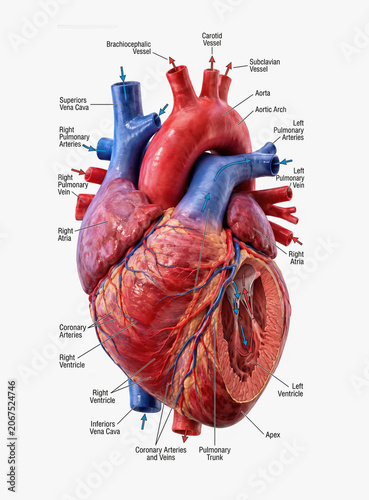 Detailed 3D human heart anatomy model with labeled cardiovascular vessels for medical education and healthcare visuals