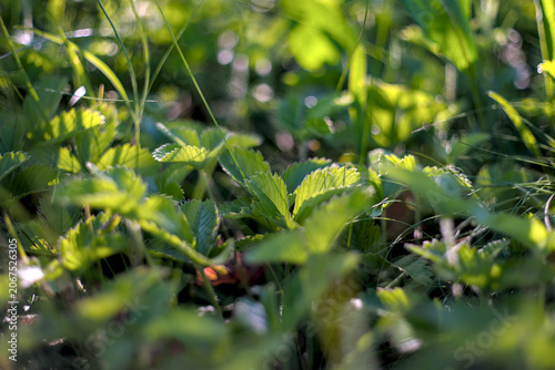 Photo of wild strawberry growing in green grass