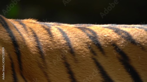 Close-up of striped tiger fur texture pattern.