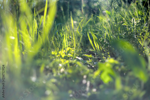 Photo of green wild herbs, natural background
