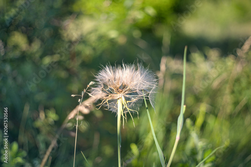 Tragopogon pratensis a species of perennial herbaceous plants of the astro family