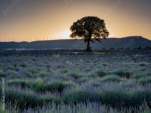 Lavender fields in bloom in the municipality of Ayora (Valencia - Spain)