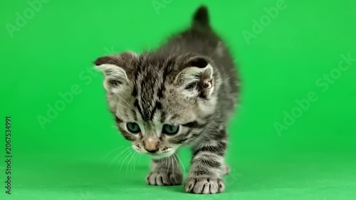 Adorable little striped tabby kitten walking forward on a green screen chroma key background