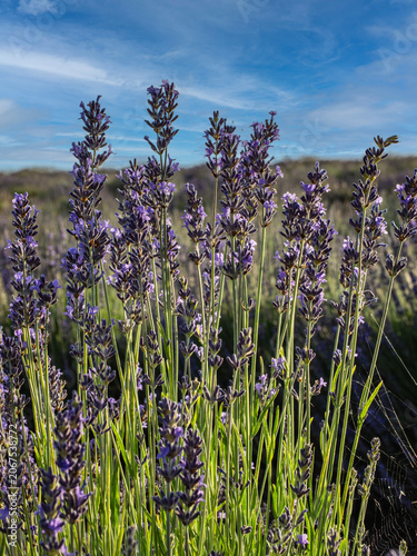 Lavender fields in bloom in the municipality of Ayora (Valencia - Spain)