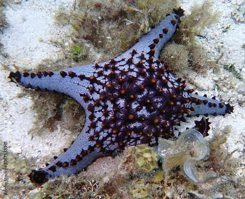 Philippines sea life