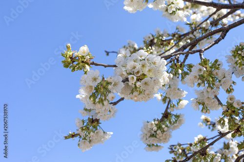 Fruit tree in bud and blue sky in the background