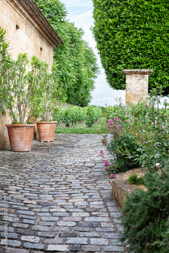 Potted bay trees and grapevines in a rustic garden