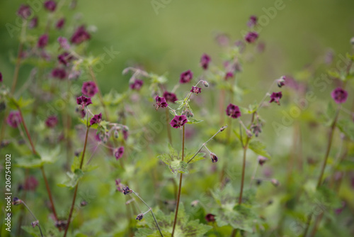Geranium phaeum Samobor. Purple and red flowers and buds against a natural background. Dusky Cranesbill. Clump-forming of Black widow or Geranium phaeum Raven with dark purple flowers on tall stems