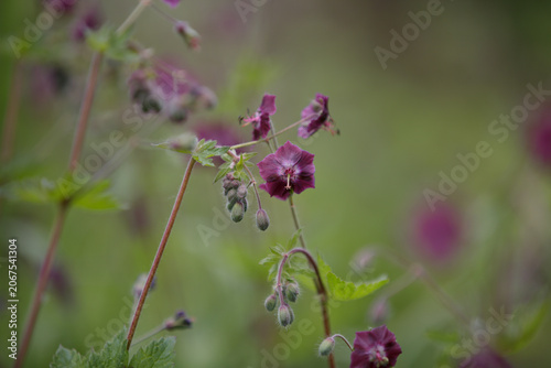 Geranium phaeum Samobor. Dusky Cranesbill. Purple and red flowers and buds against a green natural background. Clump-forming of Black widow or Geranium phaeum Raven with dark purple flowers