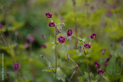Geranium phaeum Samobor. Dusky Cranesbill. Purple and red flowers and buds against a natural background. Clump-forming of Black widow or Geranium phaeum 'Raven' with dark purple flowers on tall stems