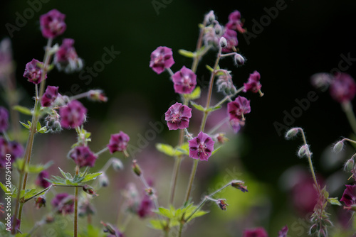 Geranium phaeum Samobor. Dusky Cranesbill. Purple and red flowers and buds against a natural background. Clump-forming of Black widow or Geranium phaeum Raven with dark purple flowers on tall stems