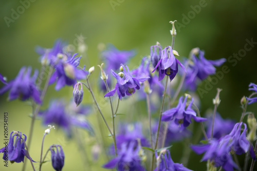 Columbine. Aquilegia Vulgaris. European columbine, common columbine, granny's nightcap, and granny's bonnet. Purple flowers grandmother's hood, catchment. Blurred natural green background