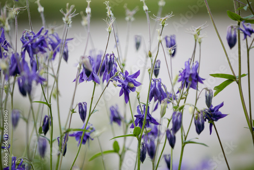 Columbine. Aquilegia Vulgaris. Elegant rich purple flowers grandmother's hood, catchment. Flowers with small buds and leaves, close up. Blurred natural background