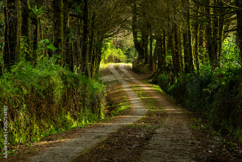 Winding dirt road passing through a vibrant cloud forest, with rich green foliage and sunlight filtering through ancient trees on a serene path, Boquete, Panama - stock photo