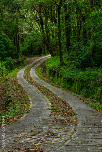 Winding concrete road leading through lush green cloud forest at a farm in the mountains of Boquete, Chiriqui, Panama, creating a beautiful natural backdrop - stock photo