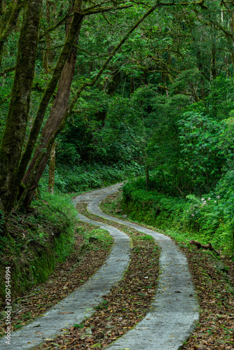 Concrete road winding through a dense, green cloud forest, covered with fallen leaves and surrounded by tropical vegetation in the mountains of boquete, chiriqui - stock photo