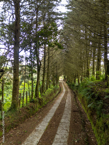 Dirt road with concrete tire tracks leading through a dense cloud forest and lush trees, creating a natural tunnel effect in the Chiriqui mountains near Boquete, Panama - stock photo