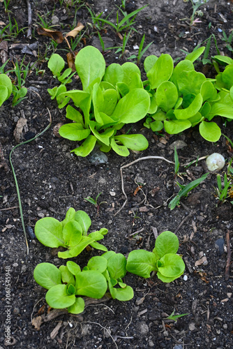 Close-up of lettuce growing in a garden, representing home farming, fresh vegetables and sustainable food production