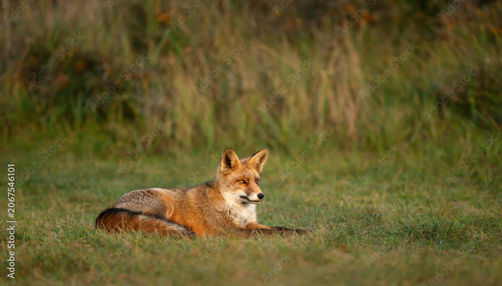 Fototapeta premium Red fox resting in green meadow grass