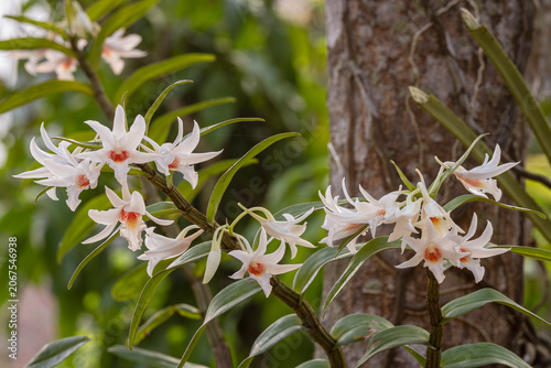 Closeup view of dendrobium draconis epiphytic orchid species with delicate white and orange flowers blooming outdoors in tropical garden