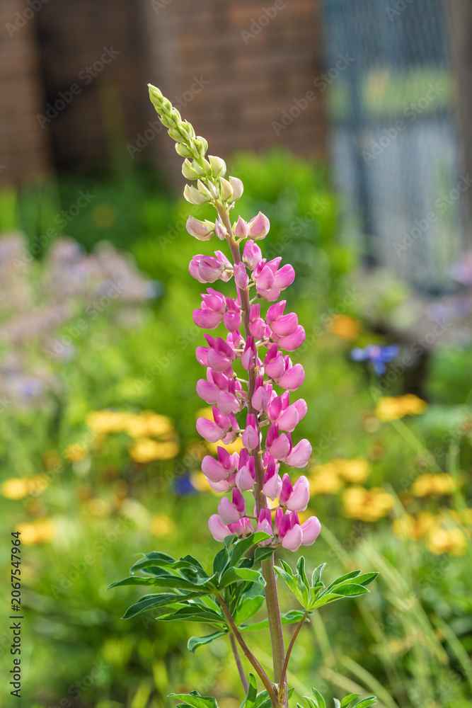 Obraz premium Single pink foxglove bloom standing tall in sunlit garden