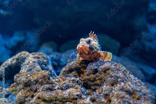 Фотография Colorful scorpionfish resting on rocky seabed surrounded by clear blue water in