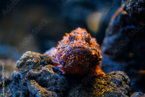 Foto Close-up of a scorpionfish resting on rocky substrate in an aquarium, showcasing