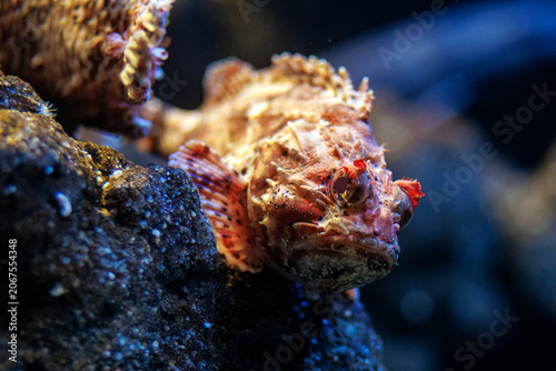 Foto Red scorpionfish resting on dark rocky substrate in an aquarium, showcasing intr