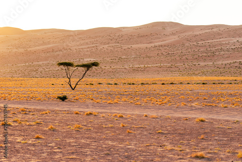 Fotografie Solitary acacia tree in the desert valley with sand dunes in the background