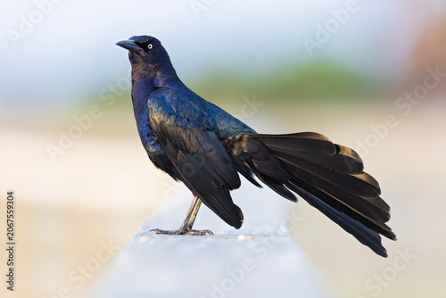 Great-tailed grackle (Quiscalus mexicanus) perched and singing.
