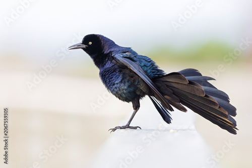 Great-tailed grackle (Quiscalus mexicanus) perched and singing.