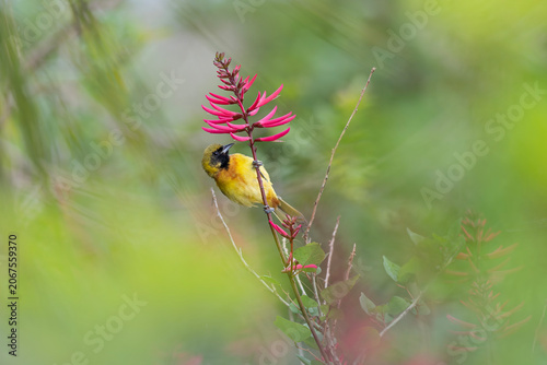 Tableau sur toile An immature orchard oriole (Icterus spurius) eating from a flower
