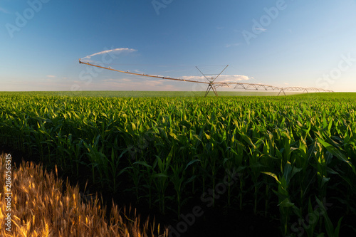 Agricultural irrigation system watering corn field at summer	sunset