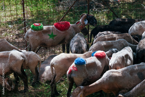 Moroccan sheep with colorful decoration waiting for Eid al-Adha