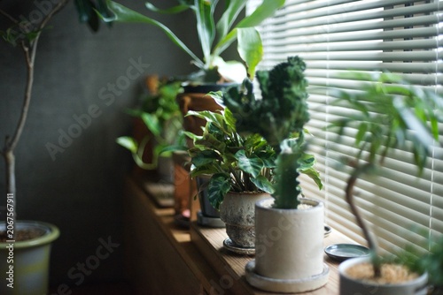 Bild auf Leinwand 窓辺に並べた鉢植えの観葉植物