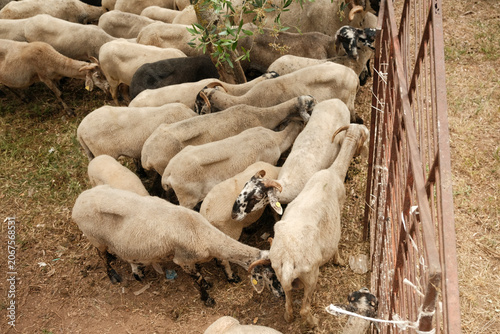 Sheep flock gathering in rural farm paddock